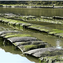 Ostréiculture dans les Chenaux du Payré (Vendée)