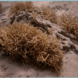 Touffes d'Eucheuma spinosum photographiées dans leur milieu naturel sur le fond du lagon de l'île Tintamarre (Saint-Martin).