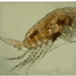 Copépode commun du zooplancton de Gravelines – Centropages hamatus