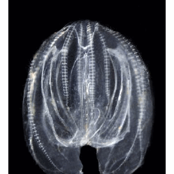 Cténaire du zooplancton de Gravelines – Mnemiopsis leidyi