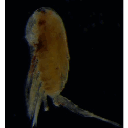 Copépode du zooplancton de Gravelines – Pseudodiaptomus marinus