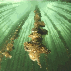 Cordes d'huîtres sur l’Etang de Thau