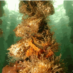 Photo sous-marine d'huîtres collées en corde dans la lagune de Thau . 