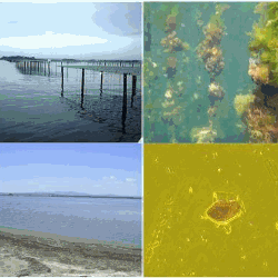 Haut : Tables conchylicoles et huîtres sur l’étang de Thau  Bas : Etang de l’Ayrolle  ; Dinophysis sur Thau 