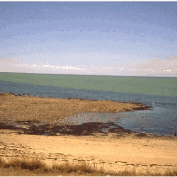 Le Toulru: marée verte en baie de Vilaine 