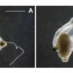 Lovenella assimilis (Browne, 1905) : une nouvelle espèce d’hydroméduse découverte sur le site du CNPE de Gravelines A : vue orale, B : vue latérale, échelle = 1 mm