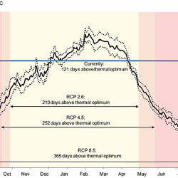 Under the current temperature regime (black line; dotted line is the confidence interval at 5%), pearl oysters spends 121 days above their thermal optimum (blue line). Under the Representative Concentration Pathway (RCP) scenarios 2.6 (+1 °C), this would be 210 days (yellow), 252 days under the RCP 4.5 (+1.5 °C; orange) and 365 days under the RCP8.5 (+2.5 °C; red).