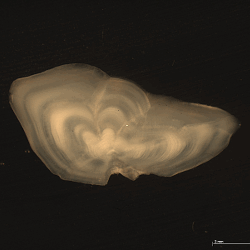 pollack otolith from the North Sea