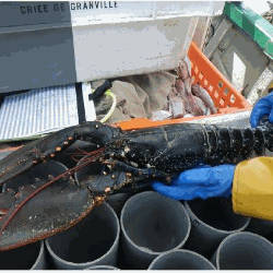 homard capturé dans le cantonnement, prêt à être marqué et relâché