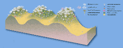 imageIllustration