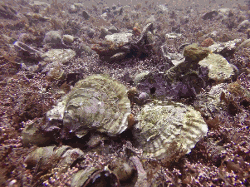 Wild flat oysters on Maërl bed in the bay of Brest
