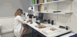 Observation de phytoplancton toxique au microscope à épifluorescence au LER/LR dans le cadre du REPHY Sanitaire. Juillet 2022