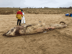 Ziphia, baleine à bec de Cuvier, échouée le 2 février 2021