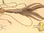 Céphalopodes