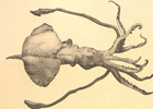 Céphalopodes