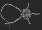 Echinodermes